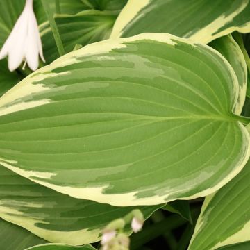 Hosta Great Expectations - Garten-Funkie