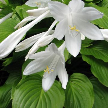 Hosta plantaginea Aphrodite - Garten-Funkie