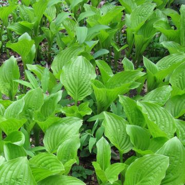 Hosta plantaginea var. japonica - Garten-Funkie