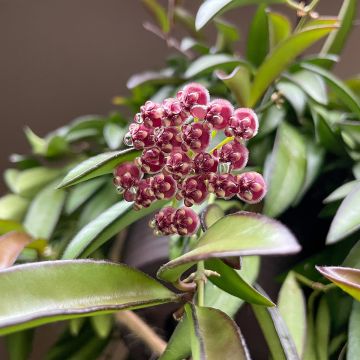 Hoya Rosita - Wachsblume
