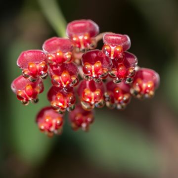 Hoya burtoniae Variegata - Wachsblume