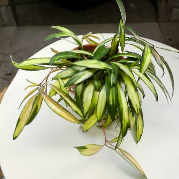 Hoya wayetii Tricolor - Wachsblume