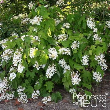 Eichenblatt-Hortensie Alice - Hydrangea quercifolia