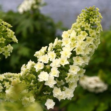 Eichenblatt-Hortensie - Hydrangea quercifolia Gatsby Star