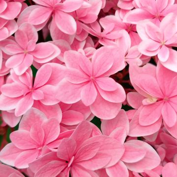 Hydrangea macrophylla Tinkerbell - Bauernhortensie