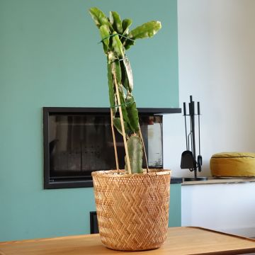 Chacam - Hylocereus undatus