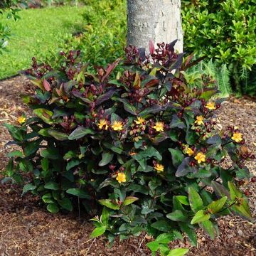 Hypericum MIRACLE Night - Johanniskraut