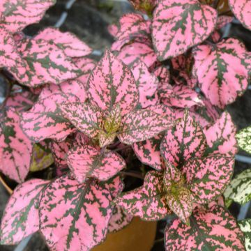 Hypoestes phyllostachya Hippo Pink