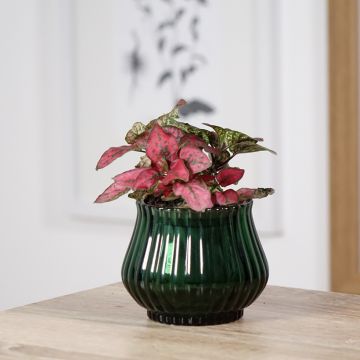 Hypoestes phyllostachya Red - Hüllenklaue