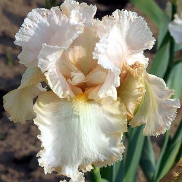 Iris Buffy - Schwertlilie