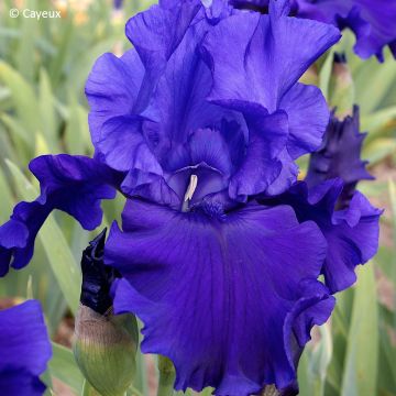 Iris germanica Devil's Lake - Schwertlilie