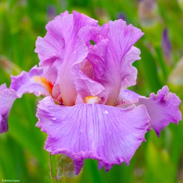 Iris Effrontée - Schwertlilie