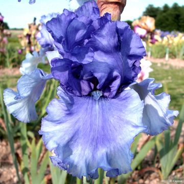 Iris Honky Tonk Blues - Schwertlilie