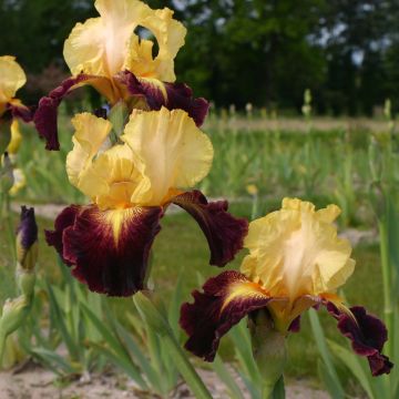 Iris Let's Boogie - Schwertlilie