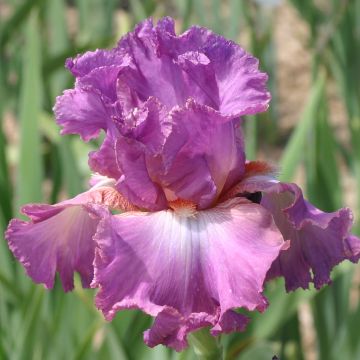Iris Mallow dramatic - Schwertlilie
