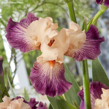 Iris germanica Rose de Perse - Schwertlilie