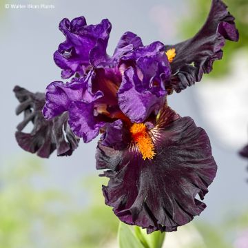 Iris germanica Sharp Dressed Man - Schwertlilie