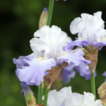Iris Skylark's Song - Schwertlilie