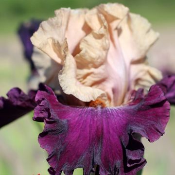 Iris Sacrée Gralée - Schwertlilie