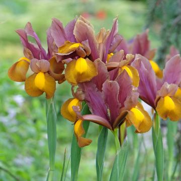 Iris hollandica Lion King - Holländische Schwertlilie