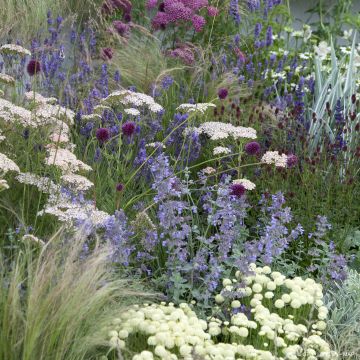 Trockenheitsliebender Naturgarten für 2m²