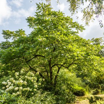 Juglans cinerea - Butternuss