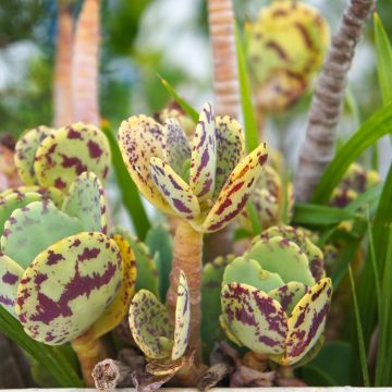 Kalanchoe marmorata