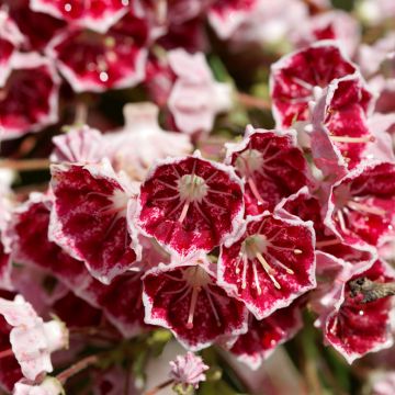 Lorbeerrose Pinwheel - Kalmia latifolia