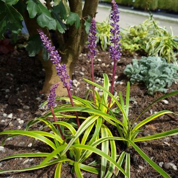 Liriope muscari Silvery Sunproof - Lilientraube