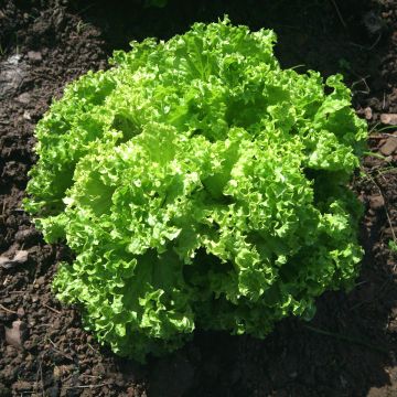 Schnittsalat Lollo Bionda