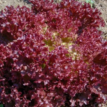 Schnittsalat Lollo rouge Concorde