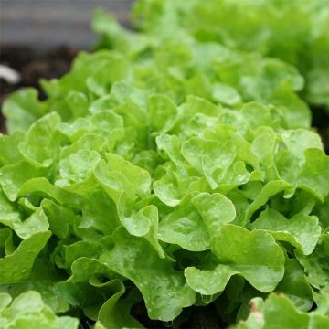 Eichblattsalat Panisse (Pflanzen)