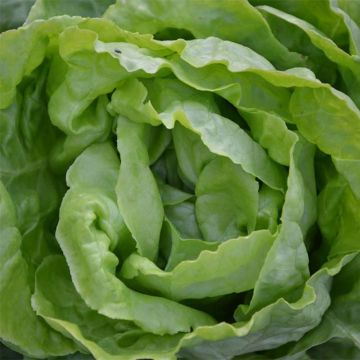 Kopfsalat Novappia
