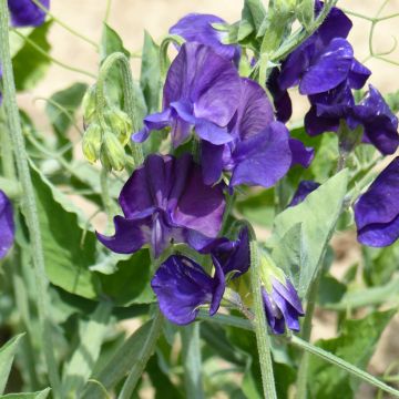 Duftwicke Flagship (Samen) - Lathyrus odoratus