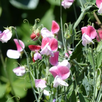 Duftwicke Cupid Pink (Samen) - Lathyrus odoratus