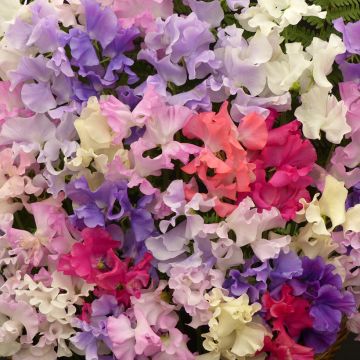 Duftwicke Fragrantissima (Samen) - Lathyrus odoratus
