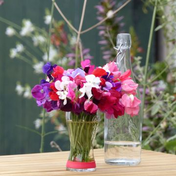 Duftwicke Royal Mix (Samen) - Lathyrus odoratus