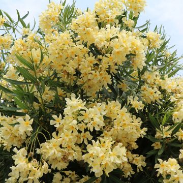 Oleander Yellow - Nerium