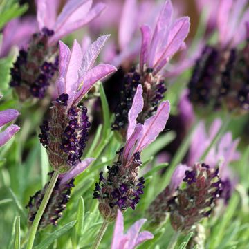  Lavandula stoechas Madrid Purple - Schopf-Lavendel