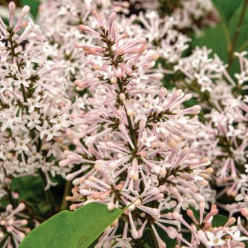 Koreanischer Flieder Dream Cloud - Syringa patula 