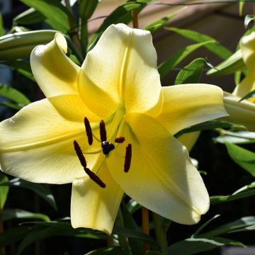 Orientalische Lilie Bellville - Lilium
