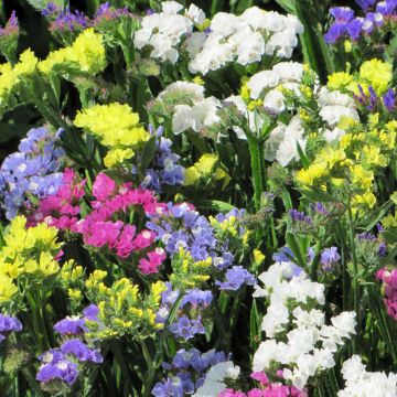 Geflügelter Strandflieder Pacific Mix (Samen) - Limonium