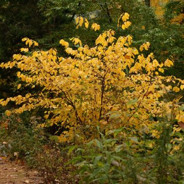 Lindera benzoin - Laurier benzoin