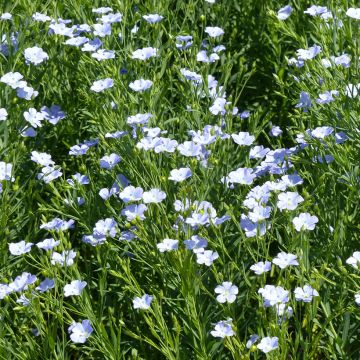 Großblütiger Lein Blue Dress (Samen) - Linum