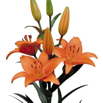 Asiatische Lilie Tresor - Lilium
