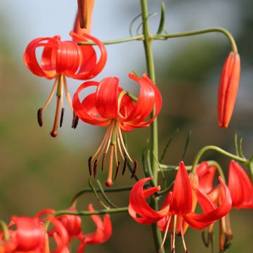 Korallen-Lilie - Lilium pumilum