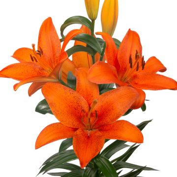 Orientalische Lilie Foxley - Lilium