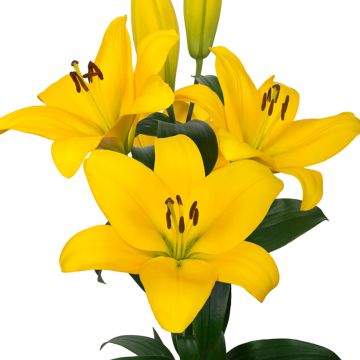 Hybrid Lilie Kesla - Lilium