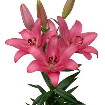 Hybrid Lilie Sentosa - Lilium