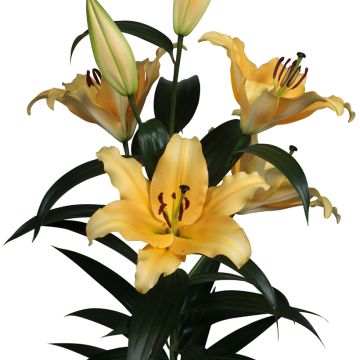 Orientalische Lilie Corcovado - Lilium